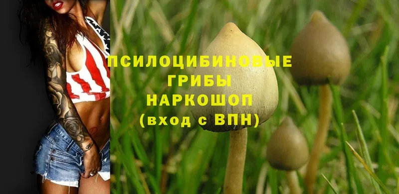 Псилоцибиновые грибы Cubensis  купить  цена  Обнинск 